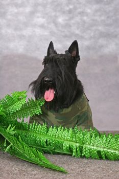 Scottish terrier