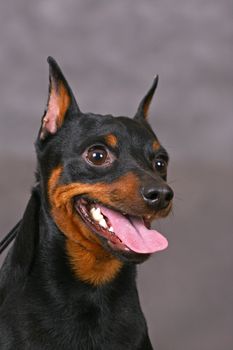 Smiling Zwerg pinscher dog on a gray background