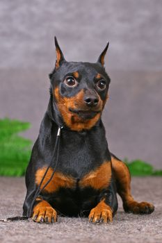 Zwerg pinscher