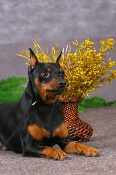 Zwerg pinscher