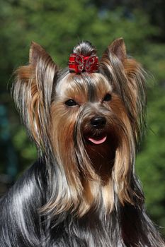 Yorkshire terrier fase