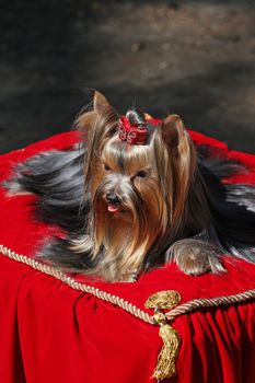 Yorkshire terrier dog on red carpet