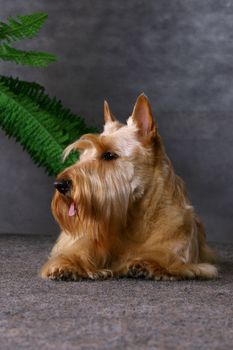 Scottish terrier gray background and fern