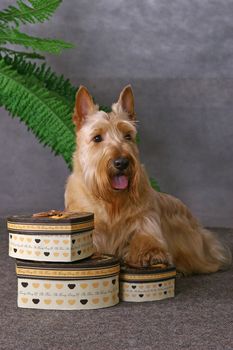 Scottish terrier and some gift boxes on a gray background