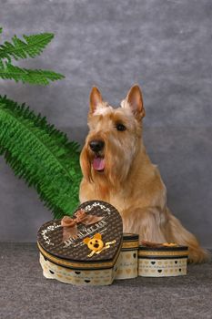 Scottish terrier and some gift boxes on a gray background