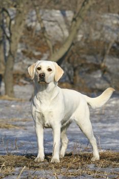 Young labrador dog standing on a snow