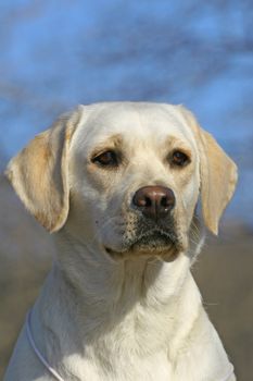 Young labrador portrate on a blue background