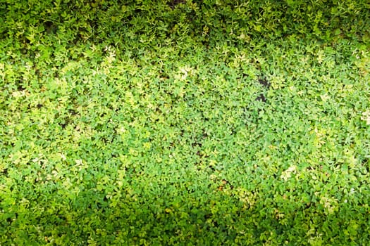 young green plant for background