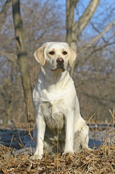 Young labrador dog sitting on a snow