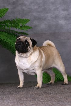 Pug dog standing on a gray background