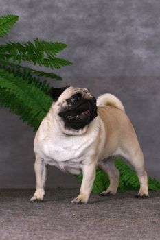 Pug dog standing on a gray background