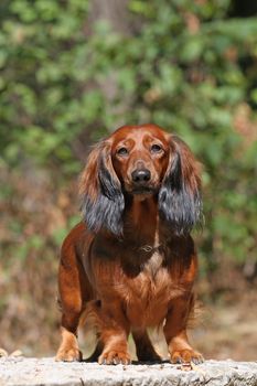 Red dog on the stone plate