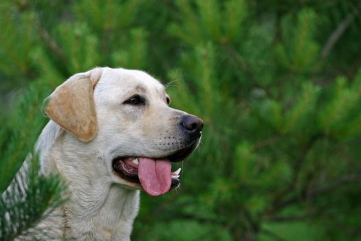 Labrador dog portrait