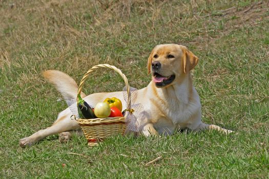 Labrador and With a basketof fruits on the grass