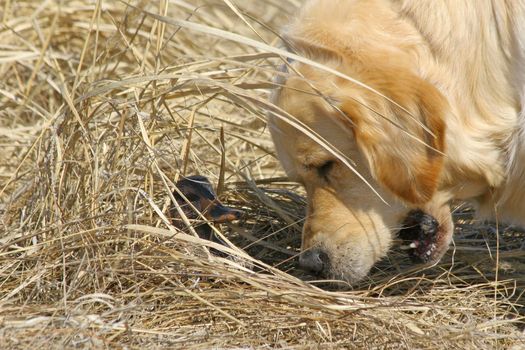 Labrador and duck, outdoor photography