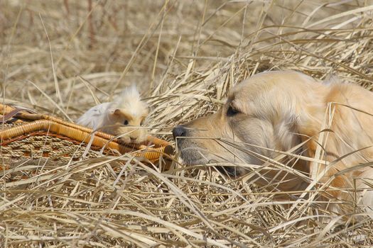 Two Labradors, beautiful outdoor photography