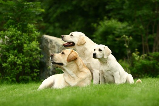 Three white dogs of a miscellaneous age pose on a lawn in park