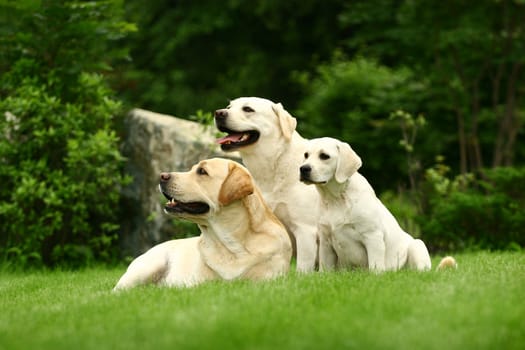 Three white dogs of a miscellaneous age pose on a lawn in park