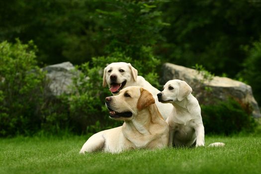 Three white dogs of a miscellaneous age pose on a lawn in park