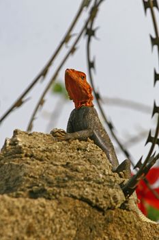Red head Lizard on a stone in a burbed wire