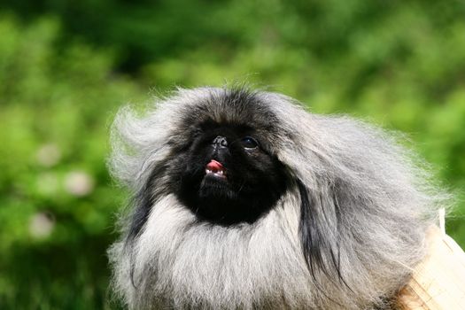 The Pekingese or Peke (also commonly referred to as a "Lion Dog", "Pelchie Dog", or "Foo (or Fu) Dog" due to their resemblance to Chinese guardian lions) is an ancient breed of toy dog, originating in China. They were the favored pet of the Chinese Imperial court, and the name relates to the city of Beijing where the Forbidden City resides. The breed has several characteristics and health issues related to its unique appearance.