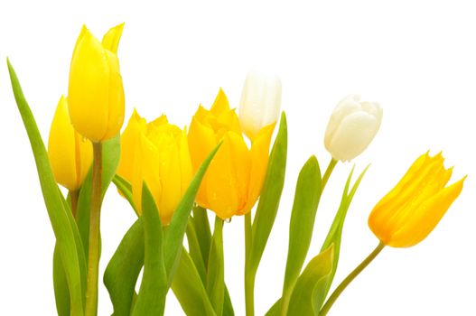 Yellow and White Tulips on White Background - Shallow Depth of Field
