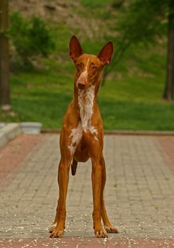 Red dog standing on a roadway