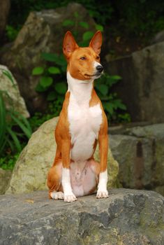 The Basenji is a breed of hunting dog that was bred from stock originating in central Africa. Most of the major kennel clubs in the English-speaking world place the breed in the Hound Group; more specifically, it may be classified as belonging to the sighthound type. The Federation Cynologique Internationale places the breed in Group 5, Spitz and Primitive types, and the United Kennel Club (US) places the breed in the Sighthound & Pariah Group.

The Basenji produces an unusual yodel-like sound, due to its unusually shaped larynx. This trait also gives the Basenji the nickname "Barkless Dog." In behavior and temperament they have some traits in common with cats.