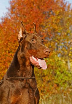 Doberman is a breed of domestic dog. Dobermann Pinschers are among the most common of pet breeds