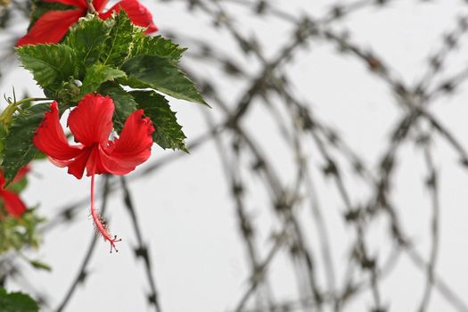 Red flowers are on a barbed wire