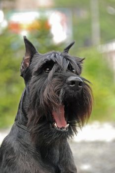 Yawing black mittel Schnauzer, portrate on a green background