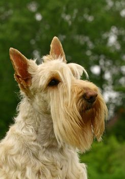 The Scottish Terrier (also known as the Aberdeen Terrier), popularly called the Scottie, is a breed of dog best known for its distinctive profile and typical terrier personality.