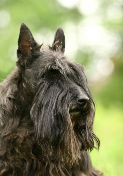The Scottish Terrier (also known as the Aberdeen Terrier), popularly called the Scottie, is a breed of dog best known for its distinctive profile and typical terrier personality.