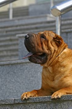 Dog of breed the Chinese shar-pei lying on a marble ladder