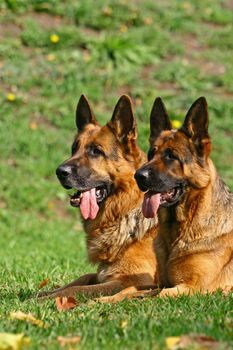 2 german shepherds on the green grass in bright autumn day