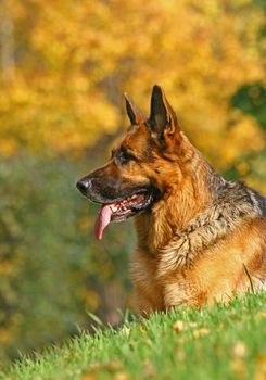 Portrait of a German shepherd. Bright autumn day
