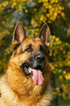 Bright autumn portrate of german shepherd