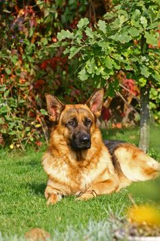 The dog lies on a grass under trees in bright autumn day