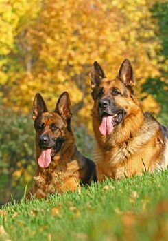 2 german shepherds on the green grass in bright autumn day