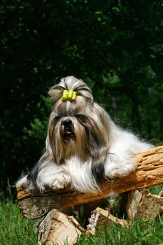 The Shih Tzu  is a breed of small companion dog of very ancient type, with long silky fur. The breed originated in China, possibly by way of Tibet. The name is both singular and plural.