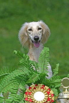 Sitting dog with a cup and the award