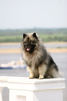 Spitz-type dogs (the correct German plural is Spitze, though Spitzen is commonly used in the United States) are a type of dog, characterized by long, thick, and often white fur, and pointed ears and muzzles. The tail is usually curled over the dog's back.