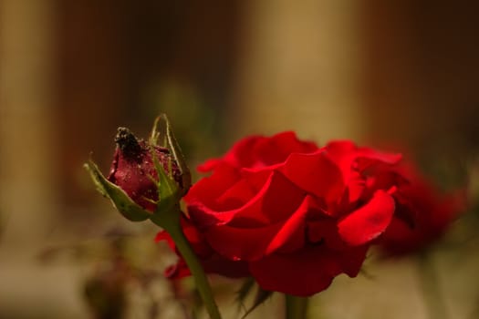 Two red roses, one open, one closed