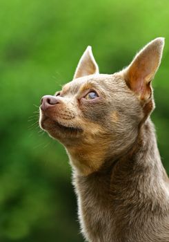The Chihuahua is the smallest breed of dog and is named after the state of Chihuahua in Mexico.