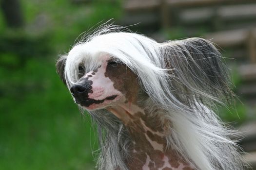 The Chinese Crested Dog is a smaller (10�13 lbs) hairless breed of dog. Like most hairless dog breeds, the Chinese Crested comes in two varieties, both with and without fur, which are born in the same litter: the Hairless and the Powderpuff.