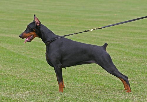 The Doberman Pinscher (alternatively spelled Dobermann in many countries) or Doberman is a breed of domestic dog. Dobermann Pinschers are among the most common of pet breeds, and the breed is well known as an intelligent, alert, and loyal companion dog. Although once commonly used as guard dogs, watch dogs, or police dogs, this is less common today. In many countries, Dobermann Pinschers are one of the most recognizable breeds, in part because of their actual roles in society, and in part because of media attention (see temperament). Careful breeding has improved the disposition of this breed, and the modern Dobermann Pinscher is an energetic and lively breed suitable for companionship and family life.