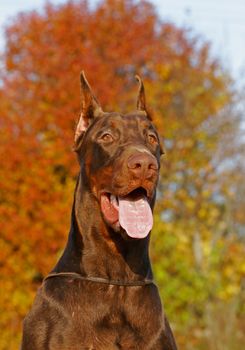 The Doberman Pinscher (alternatively spelled Dobermann in many countries) or Doberman is a breed of domestic dog. Dobermann Pinschers are among the most common of pet breeds, and the breed is well known as an intelligent, alert, and loyal companion dog. Although once commonly used as guard dogs, watch dogs, or police dogs, this is less common today. In many countries, Dobermann Pinschers are one of the most recognizable breeds, in part because of their actual roles in society, and in part because of media attention (see temperament). Careful breeding has improved the disposition of this breed, and the modern Dobermann Pinscher is an energetic and lively breed suitable for companionship and family life.