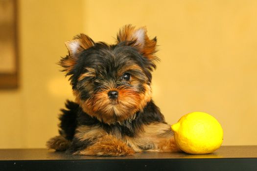 The Yorkshire Terrier is a small dog breed of Terrier type, developed in the 1800s in the historical area of Yorkshire in England. The defining features of the