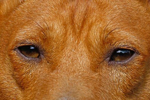 Two wilde dogs eyes on a red face