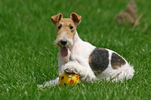 The Wire Fox Terrier is a breed of dog, one of many terrier breeds. It is an instantly recognizable fox terrier breed. Although it bears a resemblance to the Smooth Fox Terrier, they are believed to have been developed separately.